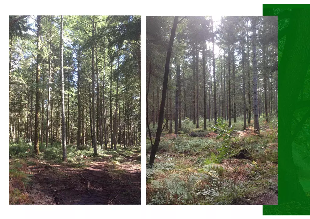 Négoce de bois Ussel, Négoce de bois Corrèze (19), Négoce de bois Limousin, Négoce de bois Saint-Angel